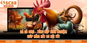 Đá Gà Chọi – Tổng Hợp Kinh Nghiệm Giúp Nắm Bắt Cơ Hội Tốt