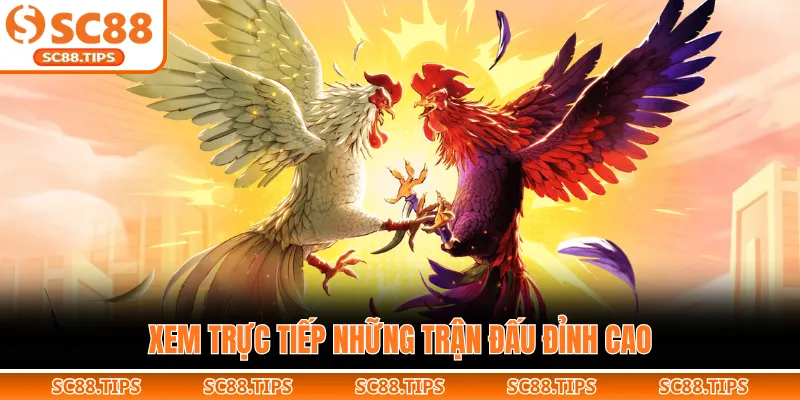 Xem trực tiếp những trận đấu đỉnh cao
